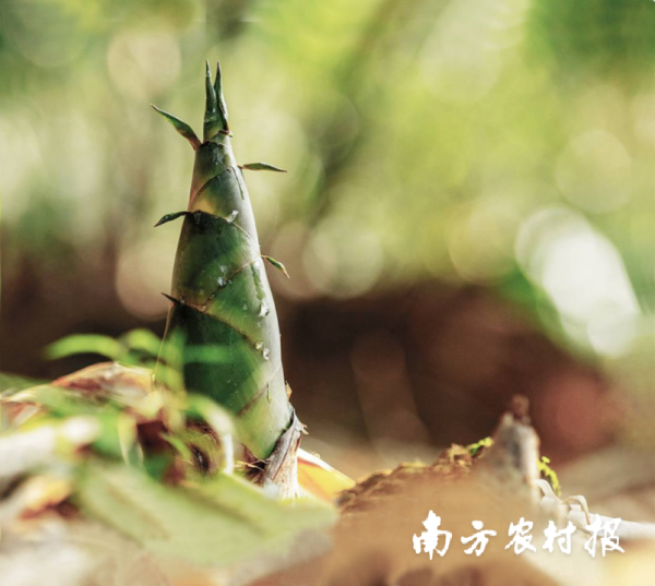 配查信官网 把握高质量发展关键之年！2025年西牛麻竹笋产业联盟发展大会举办